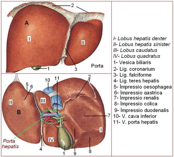 Rengi kırmızı- kahverengidir. Gevrek bir yapıya sahip olmasından dolayı dalaktan sonra yırtılmaya en müsait organdır. Resim 2.