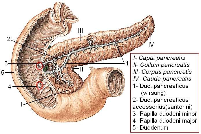 Resim 2.7: Pankreas ve kanalları Pankreasın dıģ salgıları iki kanal aracılığıyla duodenuma taģınır. Bu kanallar; duc. pancreaticus (wirsung kanalı) ve duc.