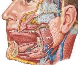 UYGULAMA FAALĠYETĠ UYGULAMA FAALĠYETĠ Sindirime yardımcı organların anatomisini ve direkt radyografilerinde