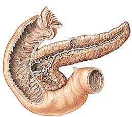 Pankreasın bölümlerini ve kanallarını resimde gösteriniz.
