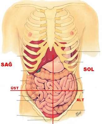 UYGULAMA FAALĠYETĠ UYGULAMA FAALĠYETĠ Karnın anatomisini ve peritonun yapısını ayırt ediniz.