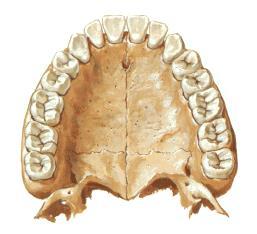 glossopharyngeus dan -Epiglot yakınında genel tad duyusunu n. vagus (n. laryngeus inf.) dan alır.