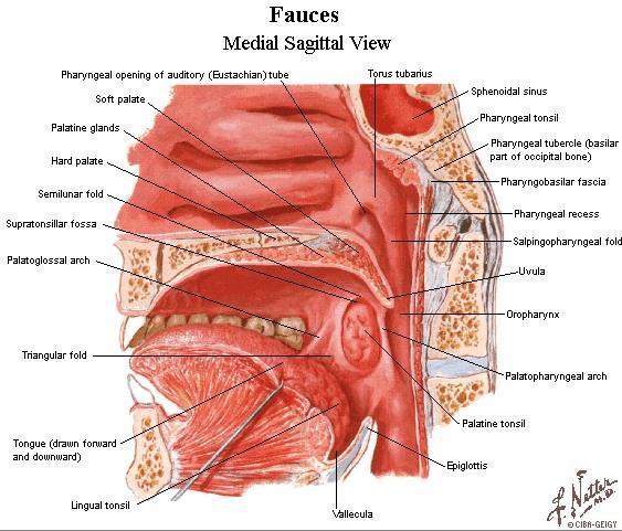 Isthmus faucium çevresinde bulunan tonsilla pharyngea lenfatik halka Waldeyer in lenfatik halkası tonsilla palatina tonsilla tubaria tonsilla linguales Pharynx kasları: Üç adet konstriktör kas vardır.