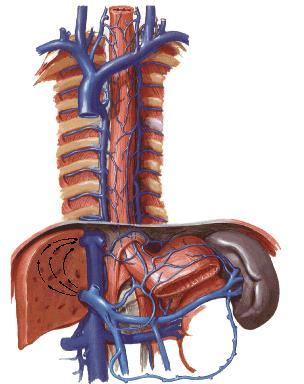 MİDE (GASTER, VENTRICULUS) Mide, sindirim sisteminin oesophagus ile duodenum arasında yer alan bölümüdür. Karın boşluğunda, diaphragma nın hemen altında, regio epigastrica denilen bölgede yer alır.