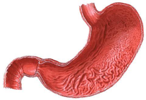 DUODENUM