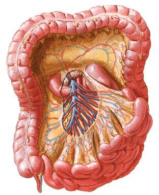 1-caecum ve