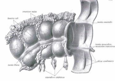 3- Bağırsağın iç yüzünde haustra lar birbirinden Plica semilunaris coli lerle ayrılırlar.
