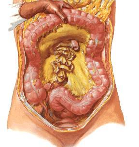 4- Kalın bağırsağın dış yüzünde küçük, peritoneum ile örtülü yağ dokusu uzantıları (Appendices