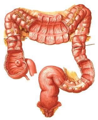 5- Kalın bağırsak daha kalındır Rectum erkeklerde ön tarafta mesane ile komşudur.