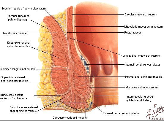 Plexus rectalis interna