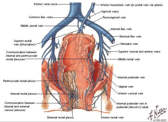 plexus rectalis externa M.