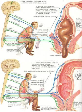 PERITONEUM Karın boşluğu ve pelvis boşluğu ile buradaki organları örten seröz zardır. İki kısımda incelenir.