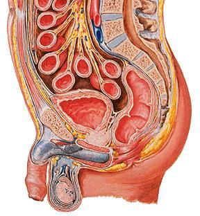 Karın ve pelvis içindeki organlar peritonla ilişkilerine göre iki gruba ayrılırlar. 1. Intraperitoneal organlar: Her tarafı peritonla sarılmış organlardır.