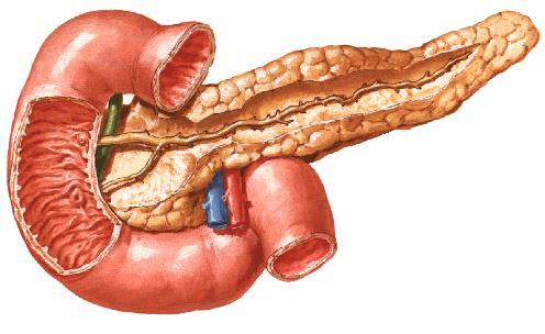 Pancreas ın caput, collum, corpus ve cauda pancreatis olmak üzere 4 bölümü vardır.