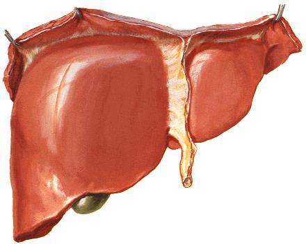 falciforme hepatis: Karın ön duvarı ve diaphragma nın alt yüzüne uzanır. 2. Lig.