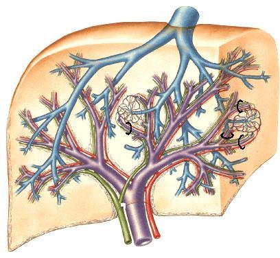 kalın bağırsaklar) gelen venöz kan vena porta hepatis aracılığıyla karaciğer e