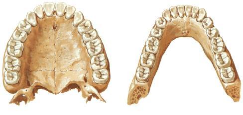 açılır 3M 2P 1C 2I 2I 1C 2P 3M 3M 2P 1C 2I 2I 1C 2P 3M I: Dentes incisivi