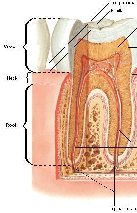Cervix dentis : Corona dentis ile radix dentis