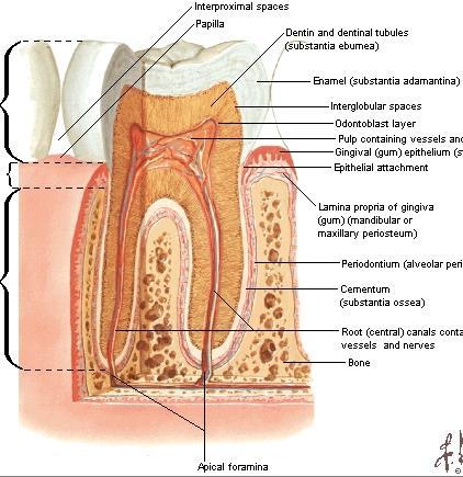 Dişin içinde bulunan boşluk cavitas dentis Bu boşluğun