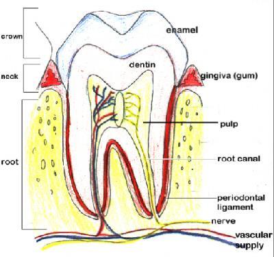 devam eder ve foramen apicis dentis ile alveol çukuruna