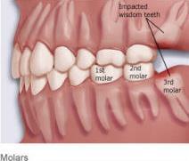 DİŞ ETİ (GINGIVA) DİL