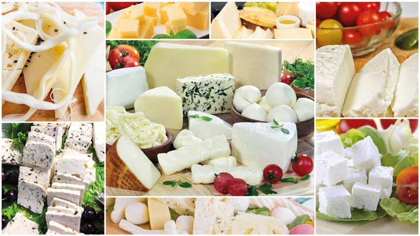 TÜRKİYE'NİN PEYNİRİ GÖRÜCÜYE ÇIKIYOR Tespit edilen 193 çeşit peynir üretimiyle adeta bir peynir cenneti olan Türkiye nin peynir çeşitliliğini ülkemizde ve dünyada tanıtılmasına vesile olarak,