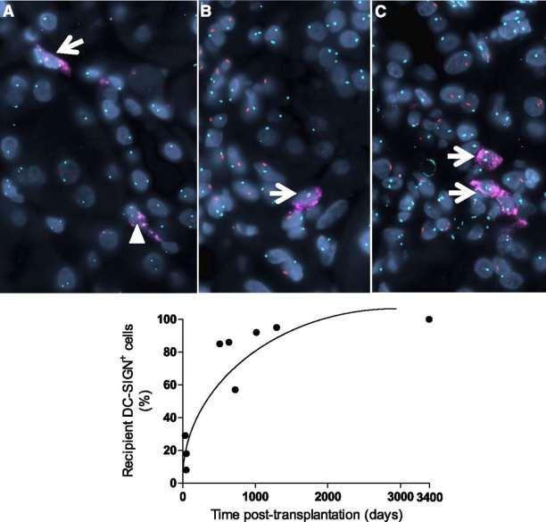 Representative immunofluorescence images and a graph summarizing DC source in sex-mismatched