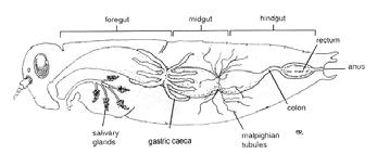 Ağız boşluğu ile yutak kuvvetli kaslara sahiptir ve iç kısmı kitinsel deri ile kaplıdır. Yemek borusunun içi ise ince bir deri ile örtülmüştür.