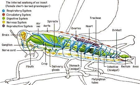 Dolaşım Sistemi Böceklerin dolaşım sistemi vücutlarının dorsaline yerleşmiş ve iki kısma ayrılabilen bir boru sisteminden oluşmuştur Abdomende bulunan kısım Kalp adı ile anılır ve bir sıra ufak
