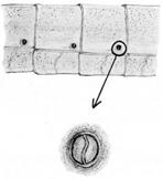 Ostia Kalp E. Solunum Sistemi Böceklerde oksijenin vücut hücrelerine kadar ulaştırılması ve karbondioksidin alınarak dışarı atılması Tracheae (trakee) sistemi tarafından yapılır.