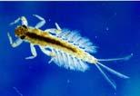 Sularda yaşayan pek çok böcek larvası, solungaçlar (tracheal gill) yardımı ile solunum yapar. Solungaçların yer ve şekilleri değişiktir.