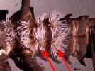 Ephemeroptera takımının larvalarında yaprak şeklinde olan solungaçlar, abdomen yanlarında; bazı Odonata larvalarında ise gene yaprak şeklinde ve fakat abdomen sonunda bulunmaktadır.