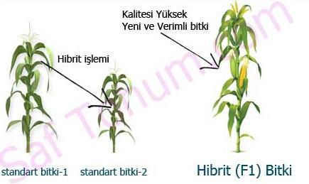 Hibrit Tohumun GDO İle Bir İlgisi Var Mıdır? Hibrit kendi türleri arasında doğal yoldan yapılan melezleme ile elde edilen tohumları ifade etmektedir.