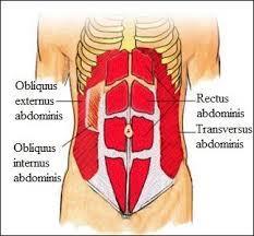 KARIN KASLARI Karın ön ve yan duvarı kasları 1. M. Obliquus externus abdominis Genel: Bu kas yukarıdan aşağıya,dıştan içe ve arkadan öne doğru seyreder. M.Rektus abdominis'in dış kenarı yakınında aponeurozlaşır.