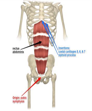 M. Rectus abdominis Genel : Kasıldığında lateral kenarında çizgi şeklindeki oluğa linea semilunari denir.
