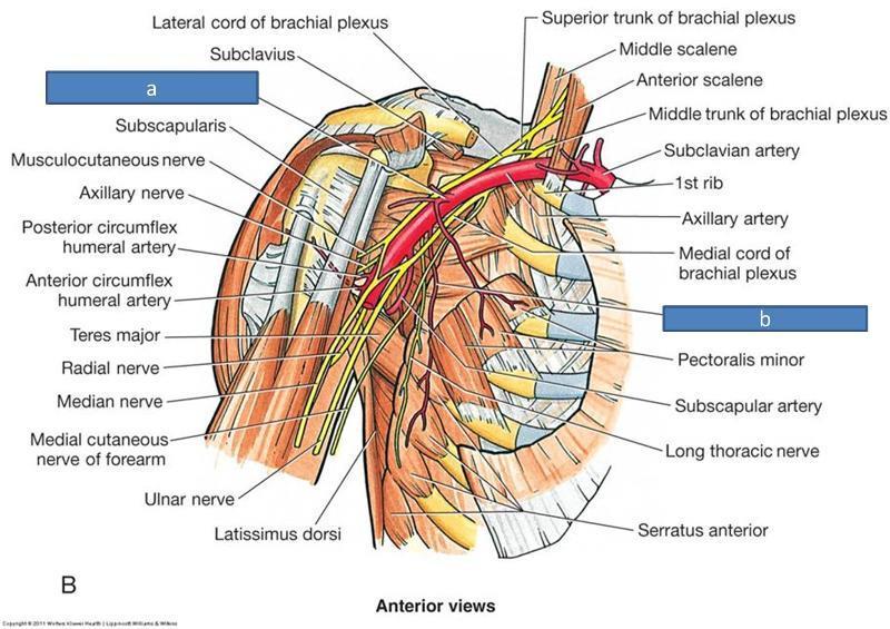 axillaris in dallarının hem kendi arasinda hem de a. circumflexa humeri posterior ile koldaki a. brachialis in dalı olan a. profunda brachii arasında anastomozlar mevcuttur.