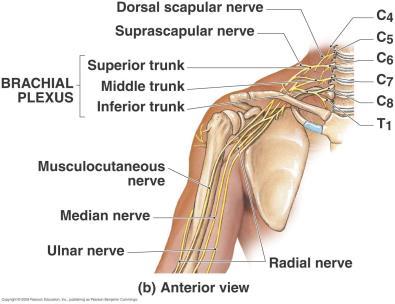Ayrıca claw hand=pençe el görünümü vardır. +Erb - duchenne paralizi; Truncus superior un etkilenmesi ile n. axillaris, n. musculocutaneus ve n. suprascapularis te fonksiyon kaybı olur.