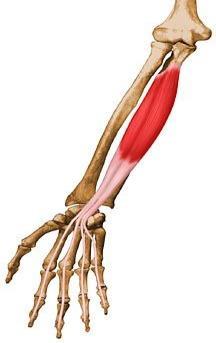 Tutunmadan önce tendonların ikiye ayrılır ki bu açıklığa hiatus tendineus adı verilir. Hiatus tendineus içinden m.flexor digitorum profundus un tendonları geçer. Sinir: N.