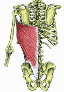 2. M. Latissimus dorsi 3. M. Levator scapulae Genel: Vücudun en geniş kası ve kolun en güçlü adductor kasıdır. Origo: Fascia thoracolumbalis, T7-T12 vertebra ların proc.