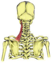 thoracodorsalis (C6-C7-C8) Genel: Cervical vertebralar ile scapula arasında seyreder.