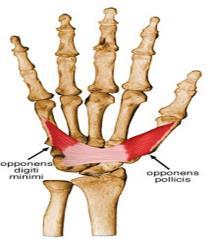flexor carpi ulnaris tendonu Beşinci parmağın proximal phalanksının basisi N.Ulnaris Beşinci parmağa abduction 7. M.flexor digiti minimi brevis 8.