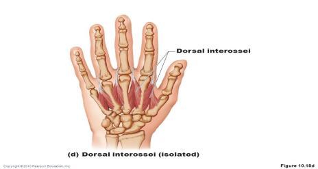 kas orta parmağın proksimal falankslarının basislerinin lateral tarafına 3.kas orta parmağın proksimal falanksının medial tarafına 4.
