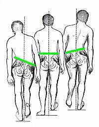 2.M. Gluteus medius Genel : Uyluğun en güçlü abductor kasıdır. Origo : Ilium un dış yüzü,crista illica-linea glutea posterior ve anterior arasında Insertio : Trochanter majör ün dış yüzü Sinir : N.