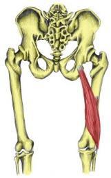 3.M. Semitendinosus 2.M. Biceps femoris Genel : - Ischiocrual ya da Hamstring kaslardandır. - Çift sinir innervasyonlu bir kas ( n. Tibialis + n.