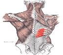 6. M. Serratus posterior inferior M. Latissimus dorsinin derininde yer alır. T11-L2 vertebraların proc. Spinosusları ve lig. Supraspinale 9-12.