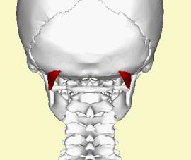 linea nuchalis inferiorun dışı N.Suboccipitalis (C1) Çift taraflı kasıldığı zaman başa extention, tek taraflı kasılırsa lateral flexion ve rotasyon 3. M.