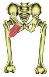 UYLUK MEDİAL BÖLGE KASLARI 1.M. Gracilis Genel : Gracilis=Narin anlamındadır. Pes anserinus yapısına katılır. Origo: Ramus inferior pubis in ön yüzü.