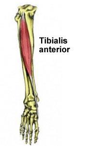 BACAK ÖN BÖLGE KASLARI 1. M. Tibialis Anterior Genel: Ayağın en güçlü eksantör kasıdır.