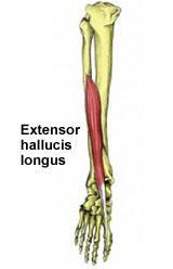 Origo: Tibia'nın üst-dış yüzü, membrana interossea Insertio: Os cuneiforme medialeile I. metatarsal kemiğin basis'i Sinir: N.