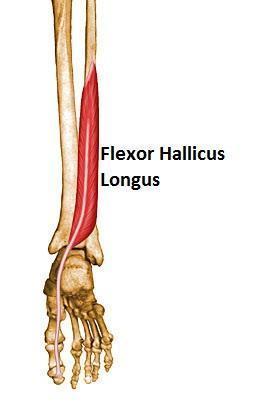 adlı oluktan m. flexor digitorum longus tendonu altından geçerek, başparmağın distal falanksının basis'ine yapışır. Sinir: N.